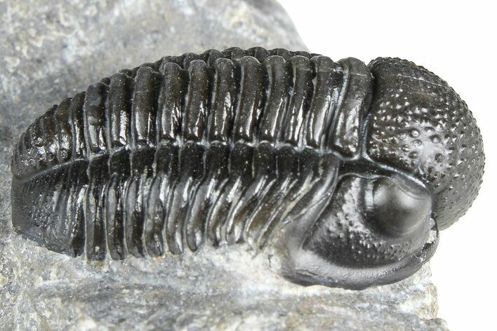 Detailed Gerastos Trilobite Fossil - Morocco #363957